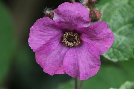 Rubus odoratus