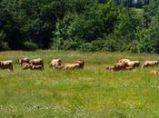 Transhumance solidaire juin 2015 8h30 Domaine Berthegille, Sablonceaux