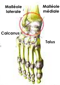 L'anatomie du pied