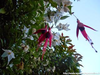 Fuchsia roi de l'été