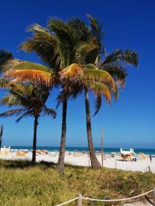 cocotiers sur la plage de Miami Beach