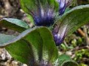 Ajuga reptans (Bugle rampante)