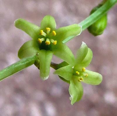 Tamier (Tamus communis)