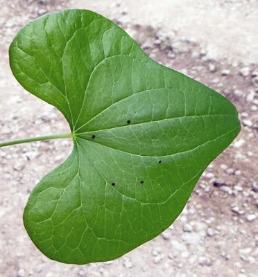 Tamier (Tamus communis)