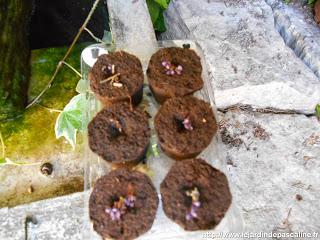 Pret à germer Botanic