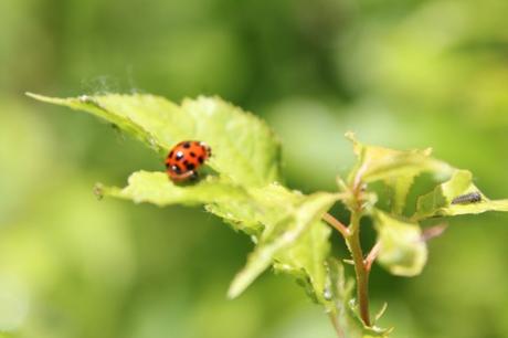 Harmonia axyridis