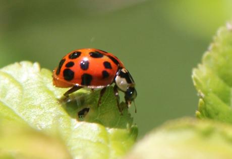 Harmonia axyridis