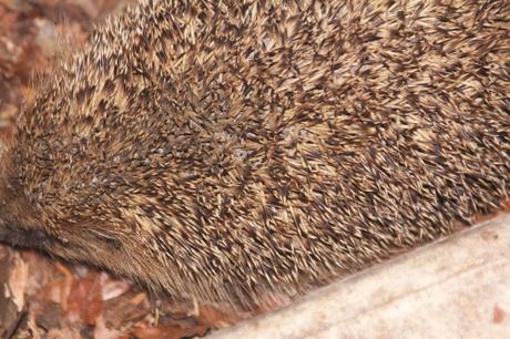 Les croquettes pour chat