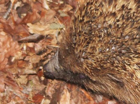 Les croquettes pour chat