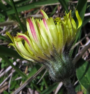 Épervière piloselle (Pilosella officinarum)
