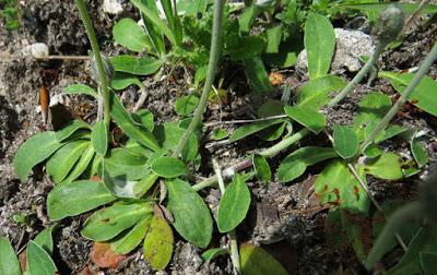 Épervière piloselle (Pilosella officinarum)