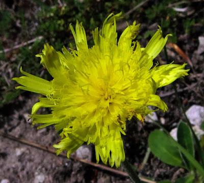 Épervière piloselle (Pilosella officinarum)