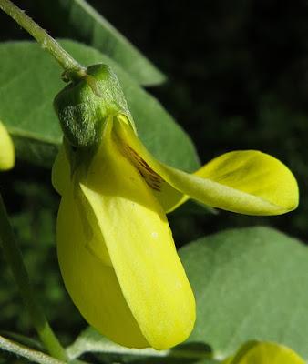 Laburnum anagyroides (Cytise aubour)