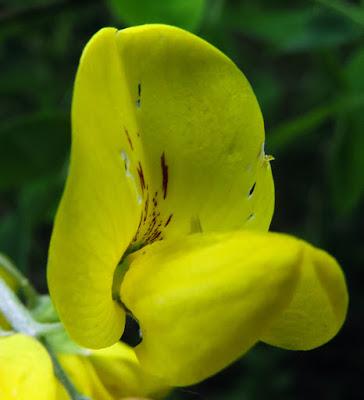 Laburnum anagyroides (Cytise aubour)