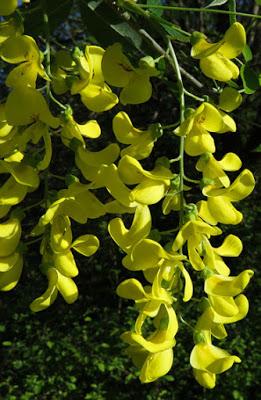 Laburnum anagyroides (Cytise aubour)