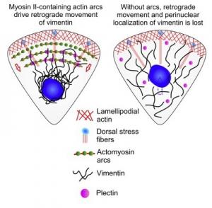 BIOLOGIE CELLULAIRE: Les cytosquelettes se serrent aussi la main – Cell Reports