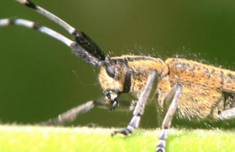 Agapanthia villosoviridescens