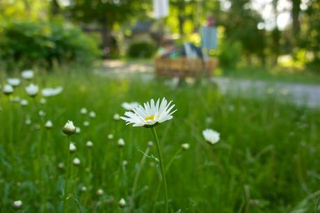 Flower Power : la biodiviersité à l'honneur dans le Vieux-Longueuil