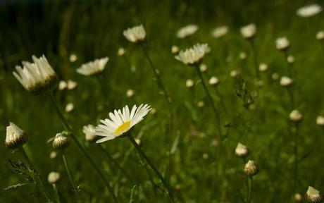 Flower Power : la biodiviersité à l'honneur dans le Vieux-Longueuil