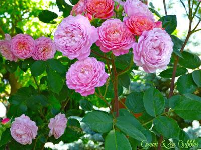 Le jardin des roses