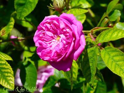 Le jardin des roses