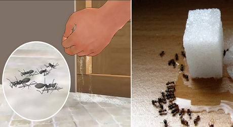 Comment éliminer à jamais les fourmis! (SANS UTILISER INSECTICIDE)