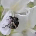 Valgus hemipterus participe à la pollinisation