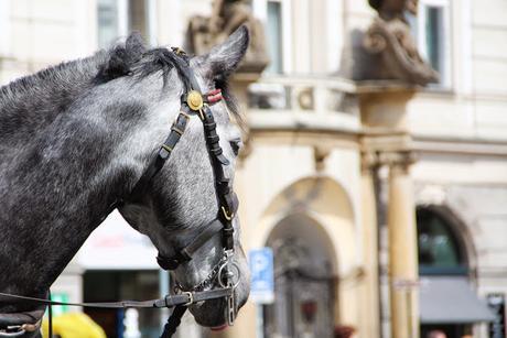 Balade a cheval dans Prague