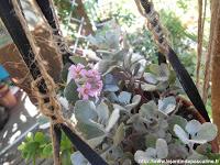 Kalanchoe Pumila