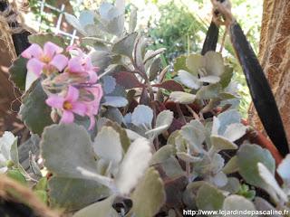 Kalanchoe Pumila