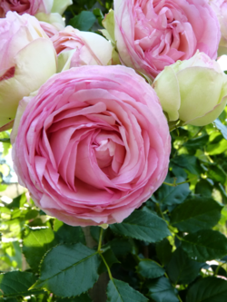 Roses Pierre de Ronsard_03