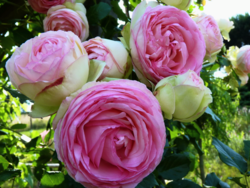 Roses Pierre de Ronsard_04
