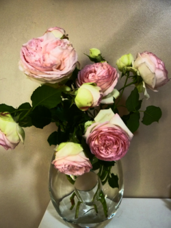 Roses Pierre de Ronsard_05
