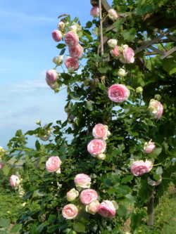 Roses Pierre de Ronsard_02