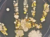 Voilà quoi ressemble bactéries main d’un enfant joué dehors