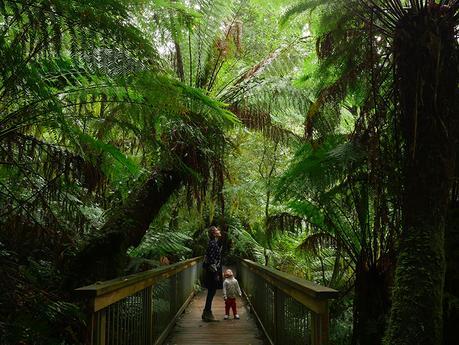 Rainforest Australia 07
