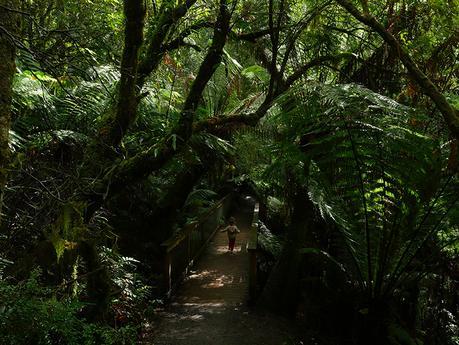 Rainforest Australia 02