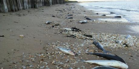 Charente-Maritime : des milliers de poissons mystérieusement échoués sur la plage