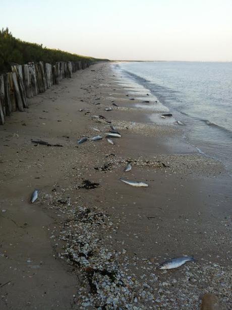 Charente-Maritime : des milliers de poissons mystérieusement échoués sur la plage
