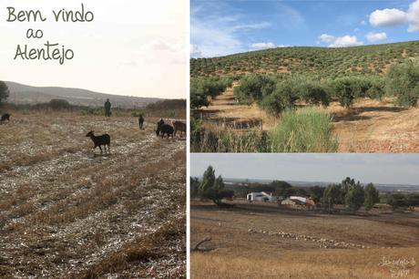 Carne Alentejana – {Sauté de porc aux coques de l’Alentejo}