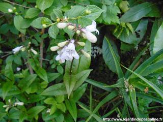 Le Penstemon