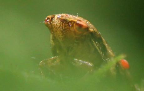 La naissance des cicadelles