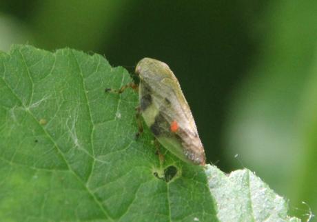 La naissance des cicadelles