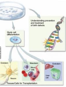 LONGÉVITÉ: Hormones, gènes et nutriments, 3 clés majeures du vieillissement  – Cell Stem Cell