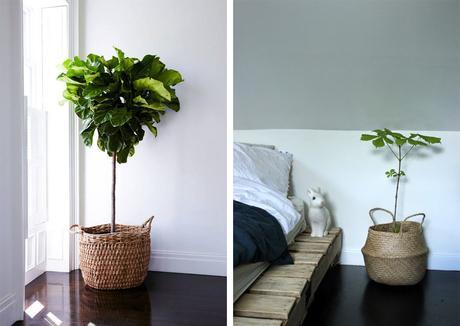 4_panier_plantes_elephantintheroom