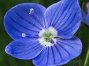 Veronica chamaedrys (Véronique petit-chêne)