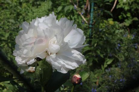 Paeonia
