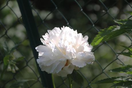 Paeonia