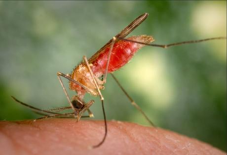 L’ANOPHÈLE: Vecteur du paludisme mais également de bactéries – APHM