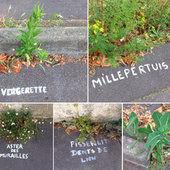 A Nantes, une mystérieuse graffeuse nomme les plantes des rues